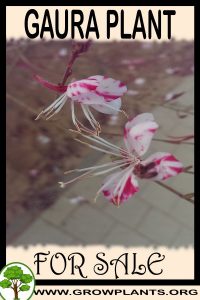 Gaura for sale