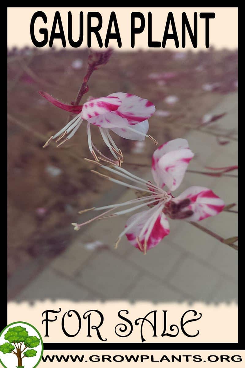 Gaura for sale