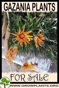 Gazania plants for Sale: Pre-Purchase & Growing Guide Gazania plants for sale
