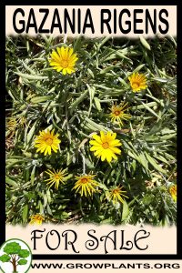 Gazania rigens for sale