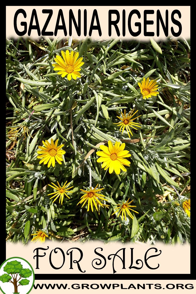 Gazania rigens for sale