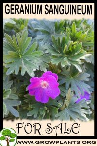 Geranium sanguineum for sale