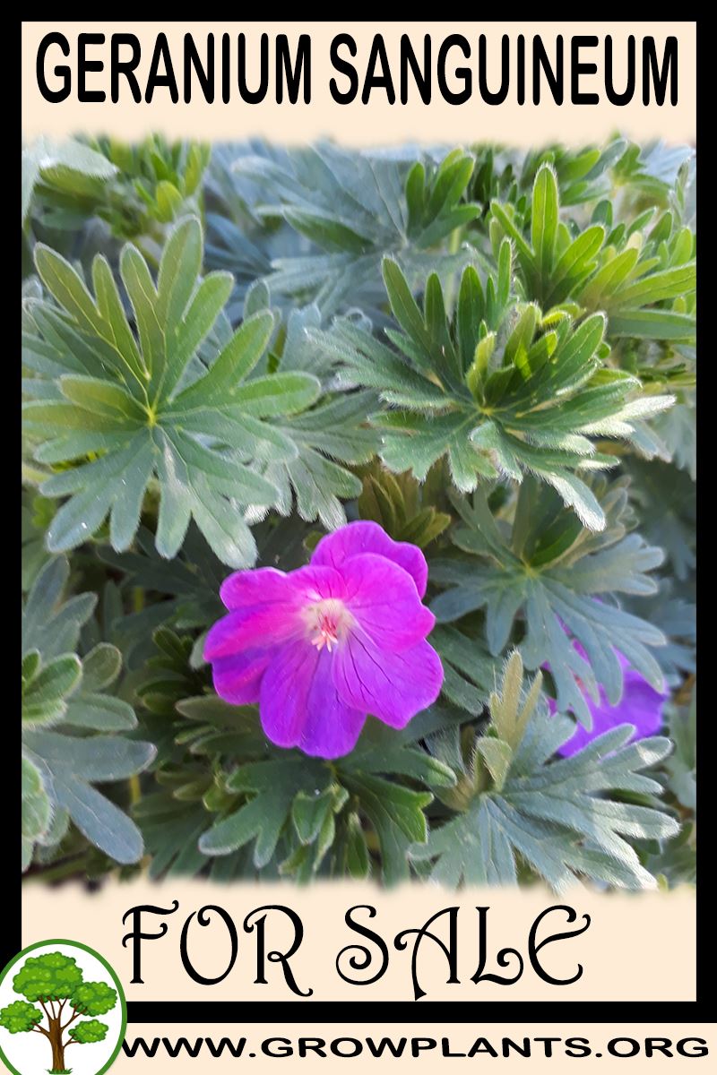 Geranium sanguineum for sale