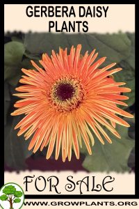 Gerbera daisy plants for sale