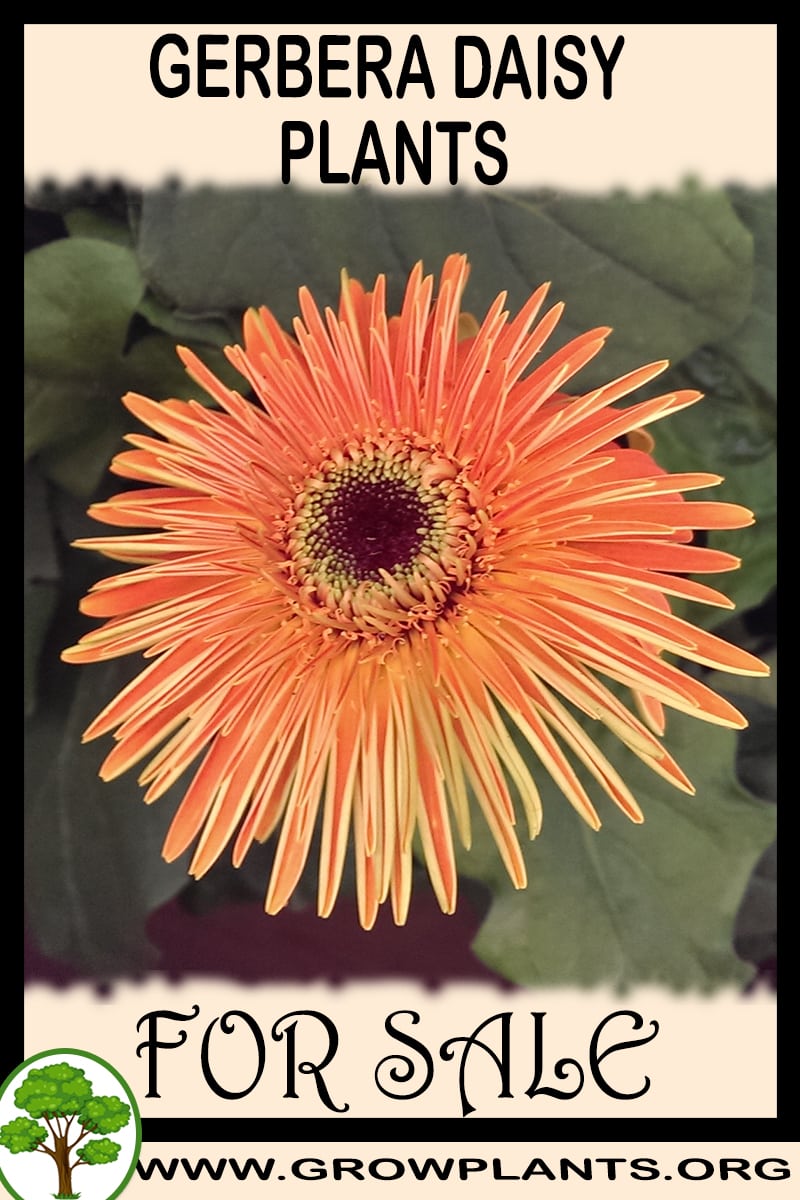 Gerbera daisy plants for sale