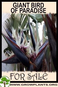 Giant bird of paradise for sale