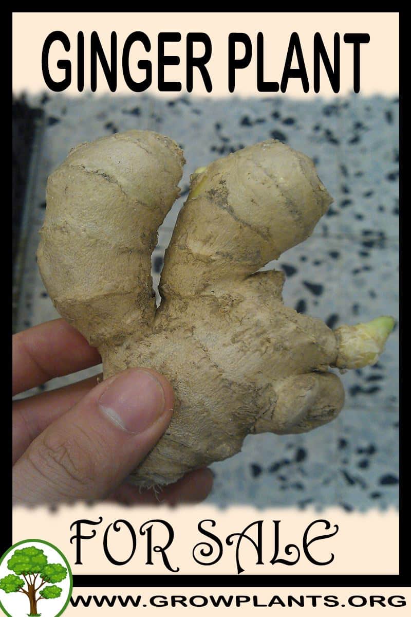 Ginger plant for sale