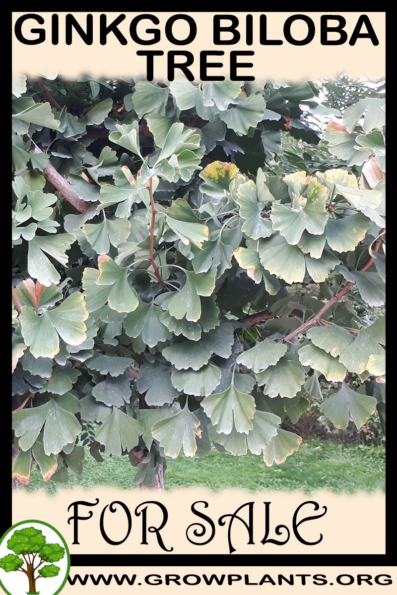 Ginkgo biloba tree for sale