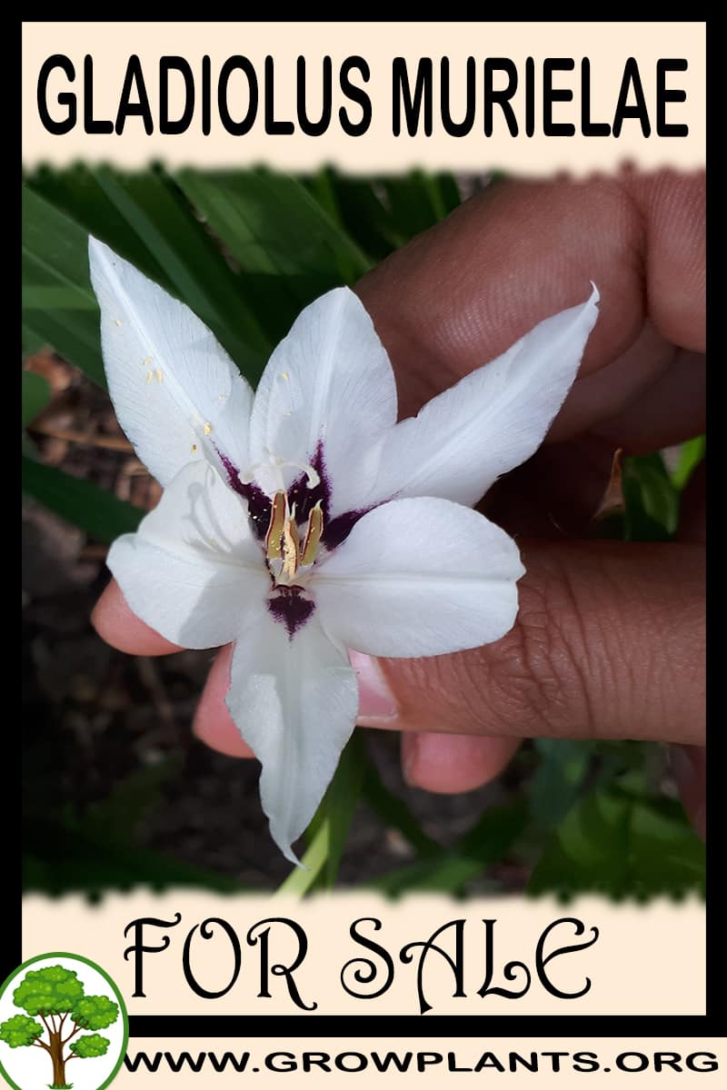 Gladiolus murielae for sale
