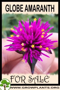 Globe amaranth plants for Sale: Pre-Purchase & Growing Guide Globe amaranth plants for sale