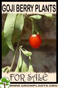 Goji berry plants for sale