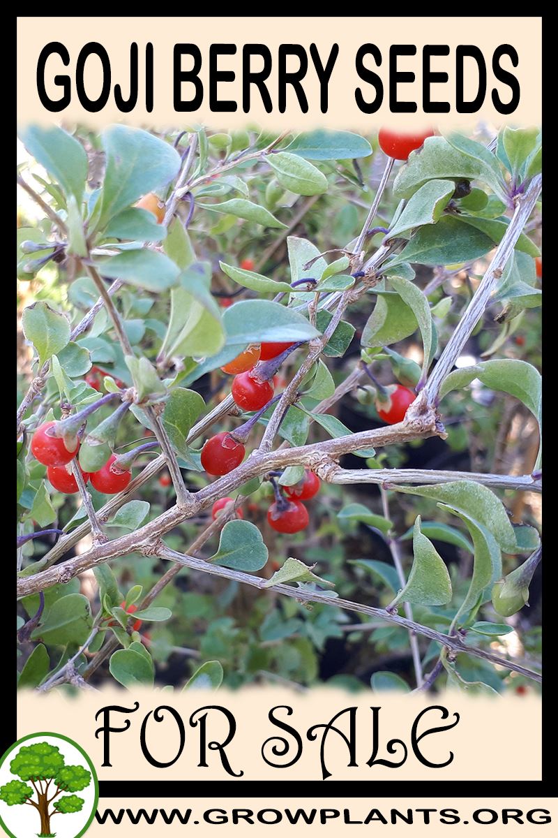 Goji berry seeds for sale