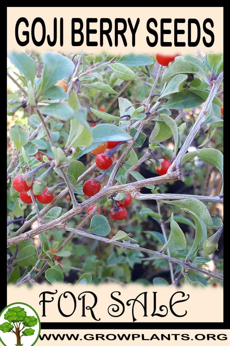 100 Goji Berry Seeds | Non-GMO Heirloom, Free Shipping