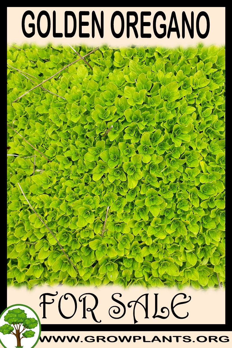 Golden oregano for sale