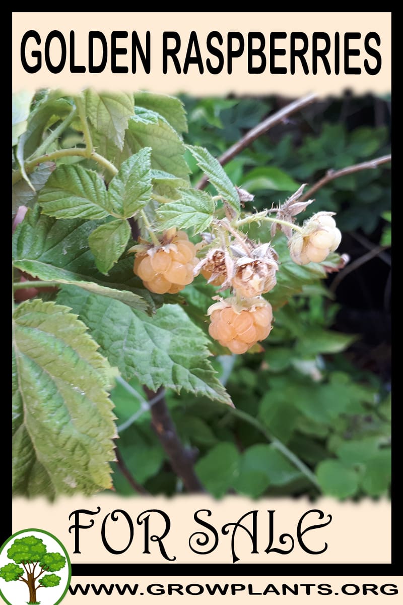 Golden raspberries for sale
