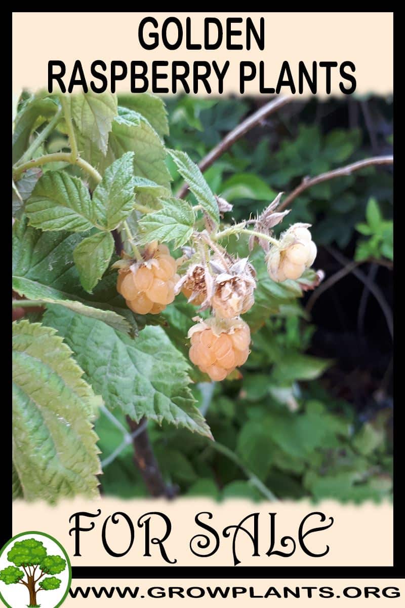 Golden raspberry plants
