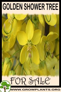 Golden shower tree for Sale: Pre-Purchase & Growing Guide Golden shower tree for sale