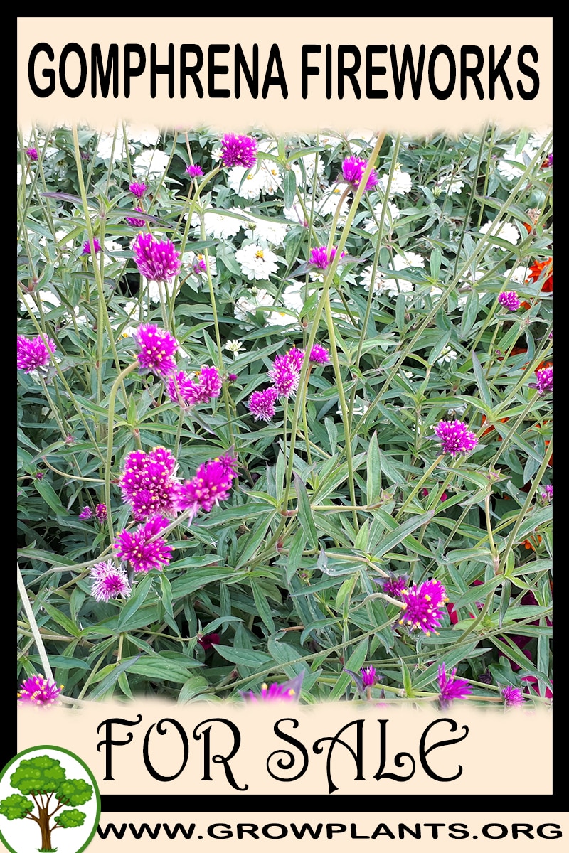 Gomphrena Fireworks for sale