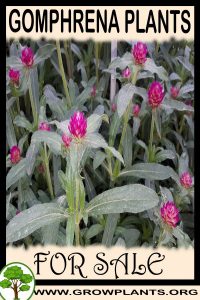 Gomphrena plants for Sale: Pre-Purchase & Growing Guide Gomphrena plants for sale