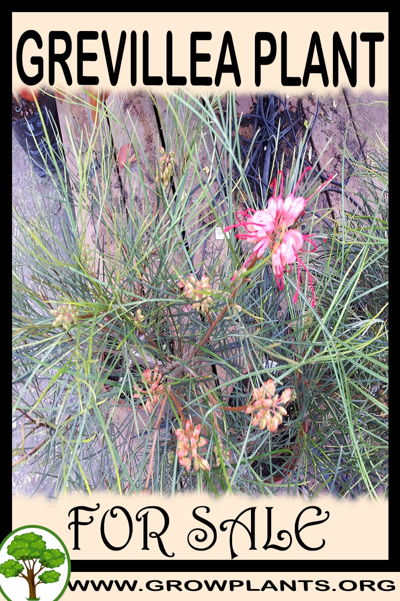 Grevillea for sale