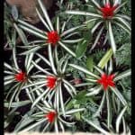 Guzmania