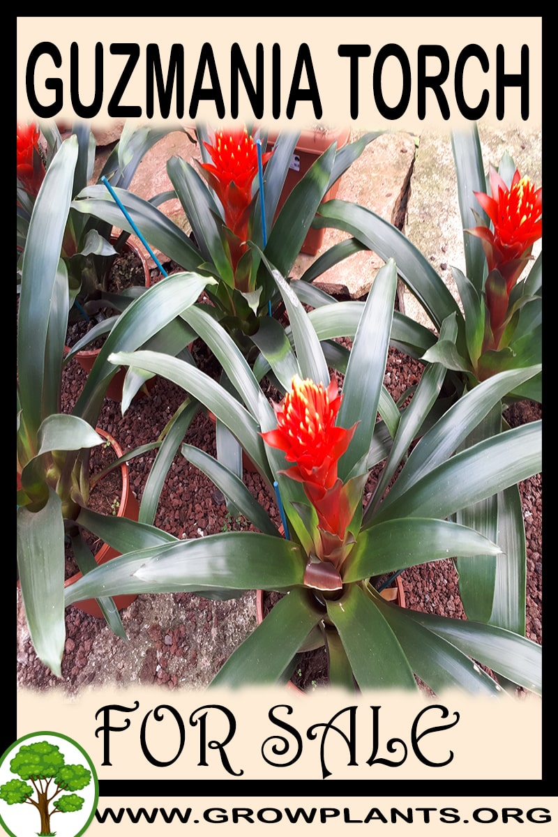 Guzmania torch