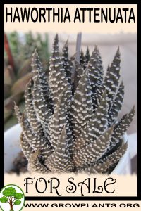 Haworthia attenuata for sale