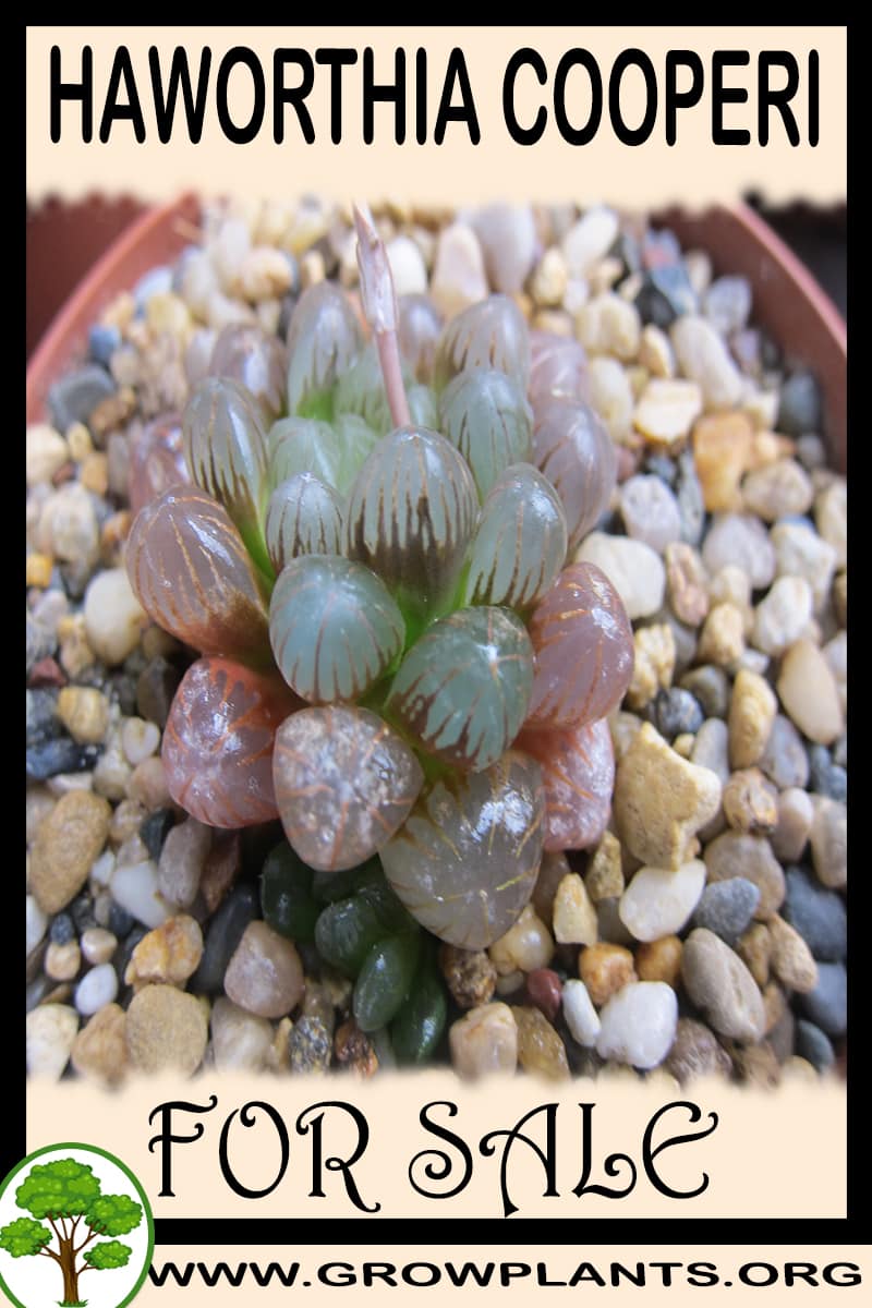 Haworthia cooperi