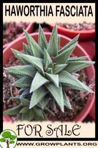Haworthia fasciata for Sale: Pre-Purchase & Growing Guide Haworthia fasciata for sale