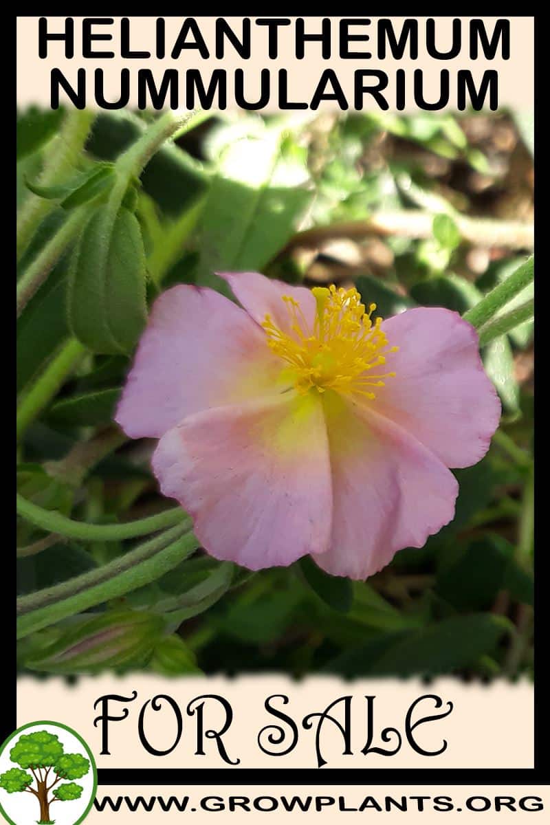 Helianthemum nummularium for sale