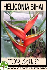 Heliconia bihai for sale