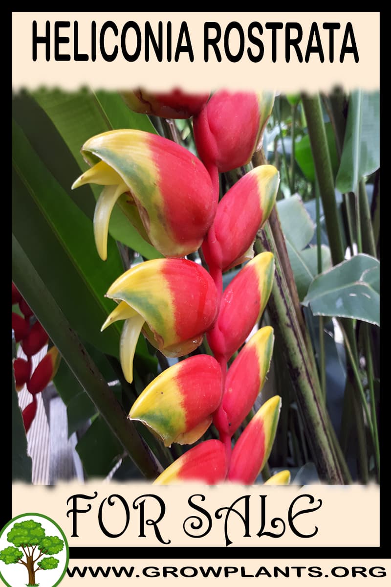 Heliconia rostrata for sale