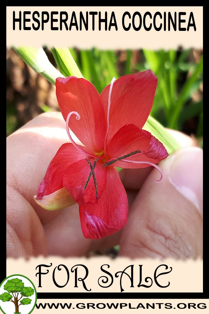 Hesperantha coccinea