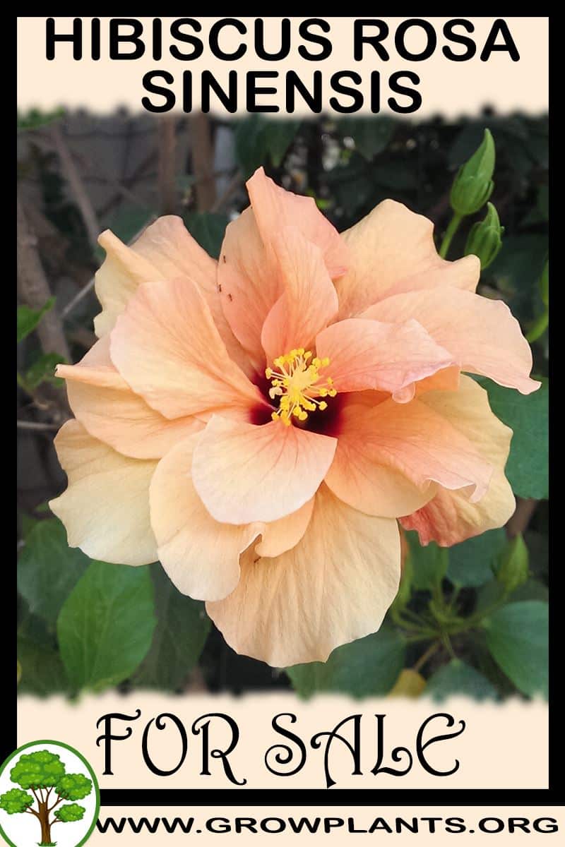 Hibiscus rosa sinensis
