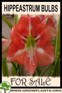 Hippeastrum bulbs for sale