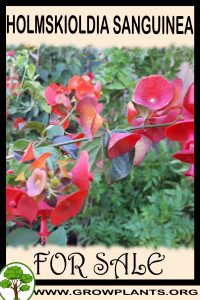 Holmskioldia sanguinea for Sale: Pre-Purchase & Growing Guide Holmskioldia sanguinea for sale