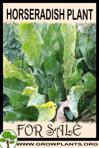 Horseradish plant for sale