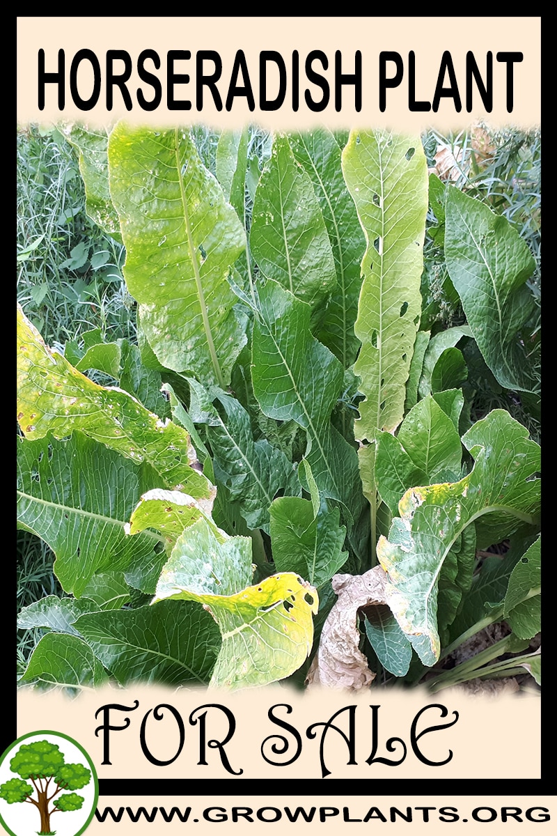 Horseradish plant for sale
