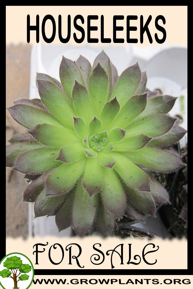 Houseleeks for sale