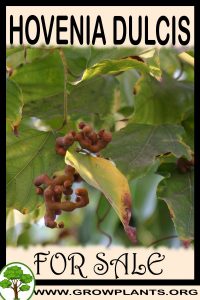 Hovenia dulcis for sale