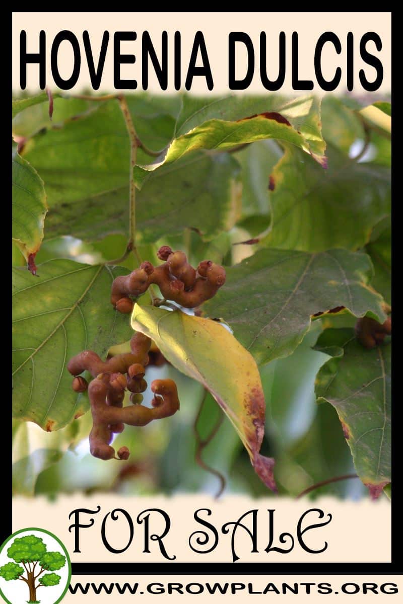 Hovenia dulcis for sale