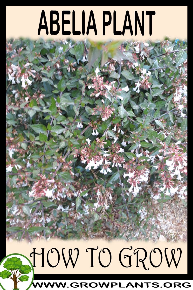 How to grow Abelia