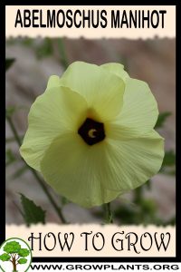 How to grow Abelmoschus manihot