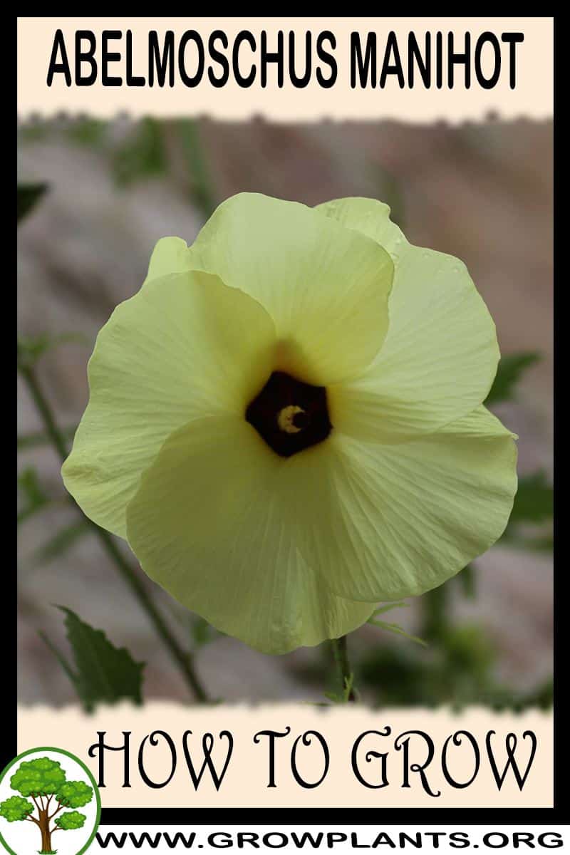 How to grow Abelmoschus manihot