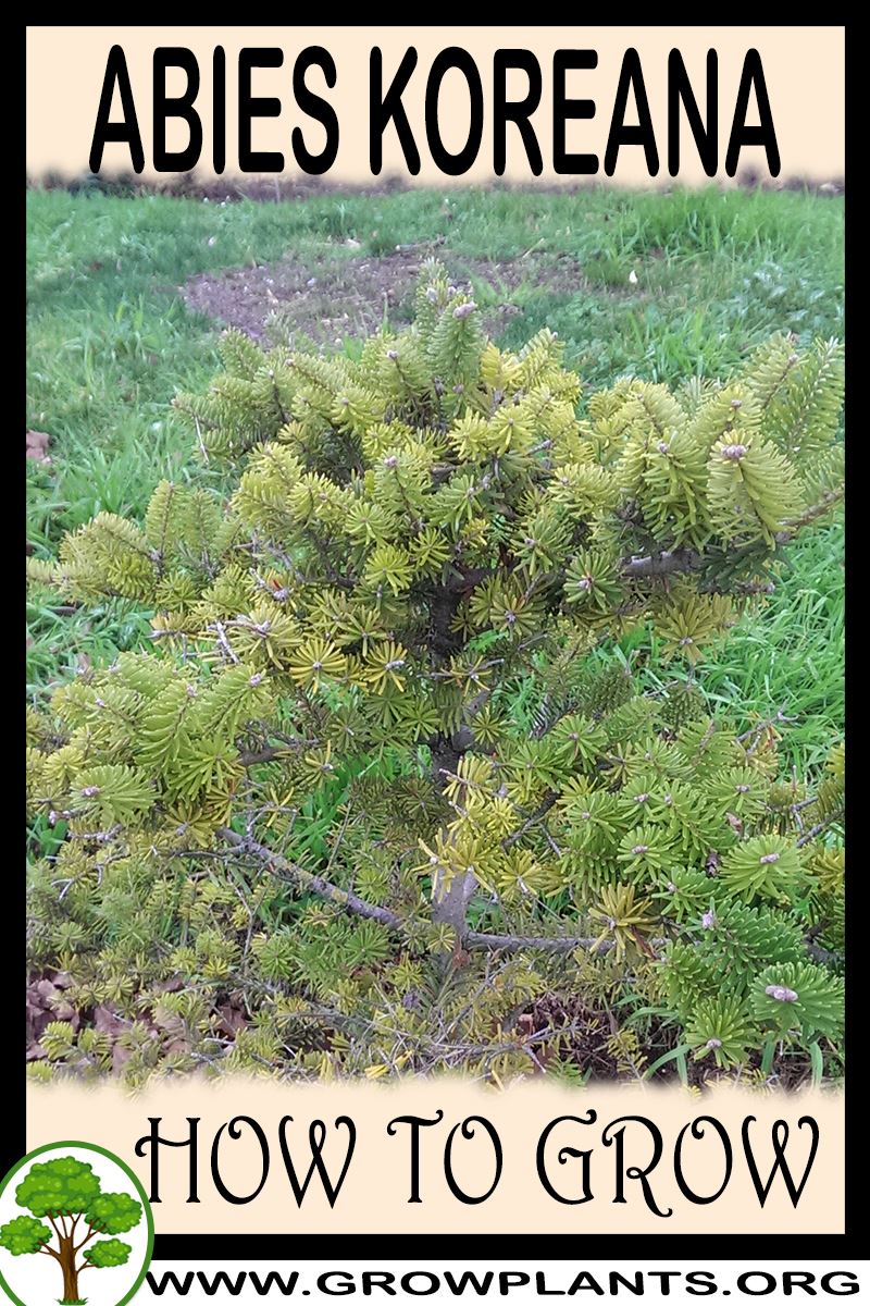 How to grow Abies koreana