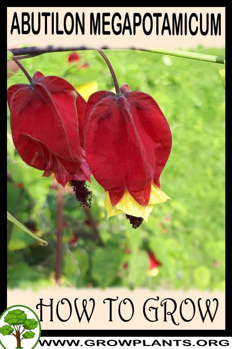 How to grow Abutilon megapotamicum