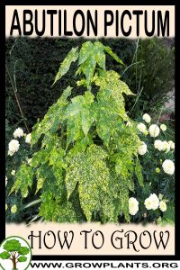 How to grow Abutilon pictum