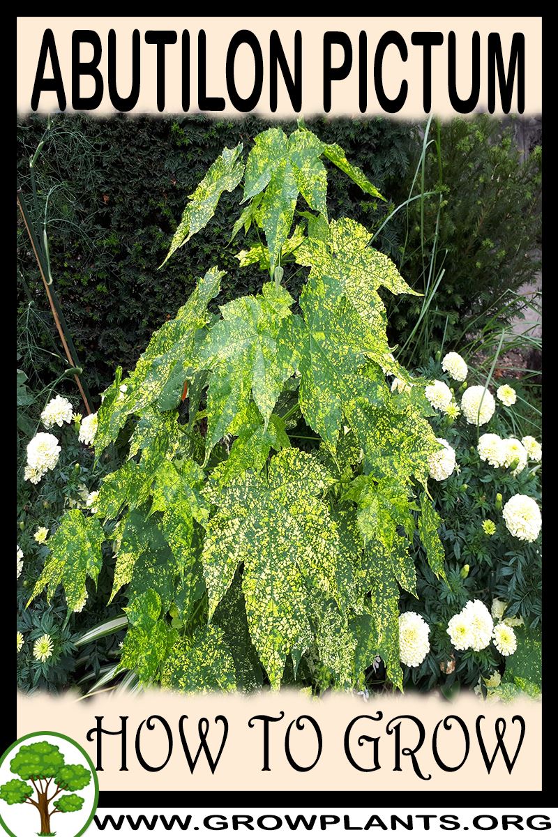 How to grow Abutilon pictum