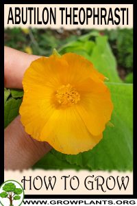 How to grow Abutilon theophrasti