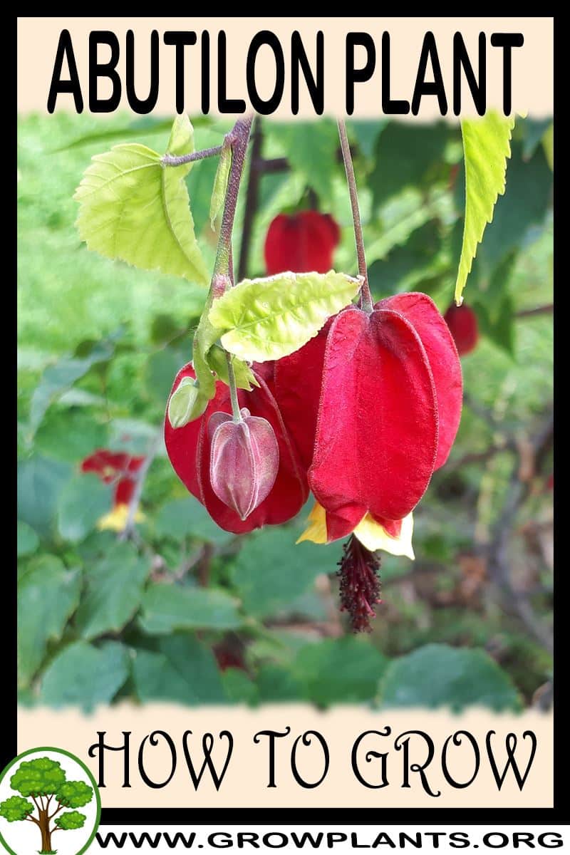 How to grow Abutilon